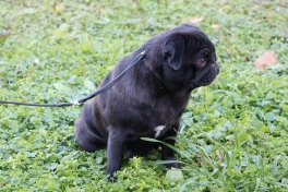 pug puppies in Europe